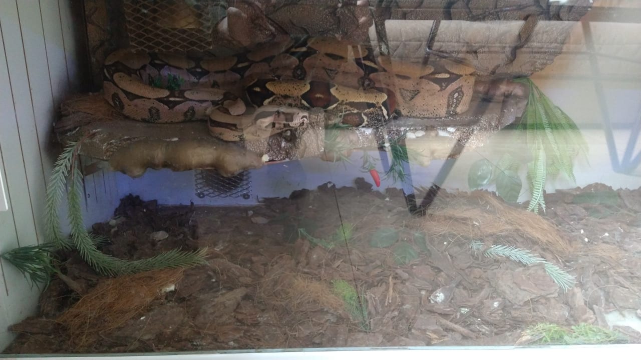 Foto 2 de 3 — Cobras exóticas sem autorização foram encontradas pela Polícia Ambiental em residência de Araraquara